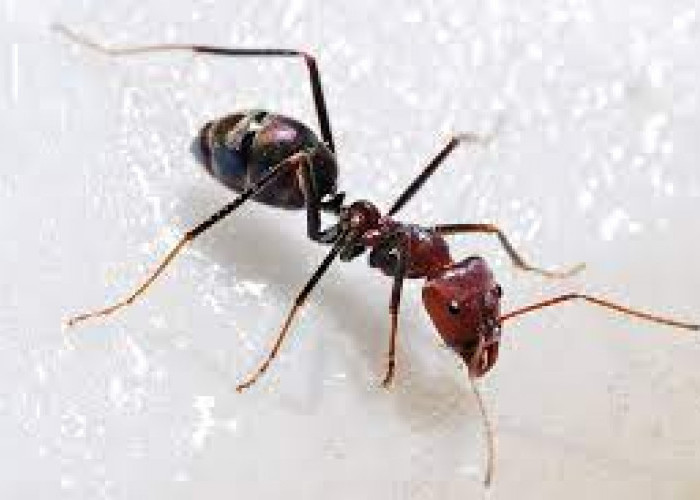 Hidup Berkelompok, Berikut 6 Fakta Unik Semut Yang Buat Kamu Kaget!