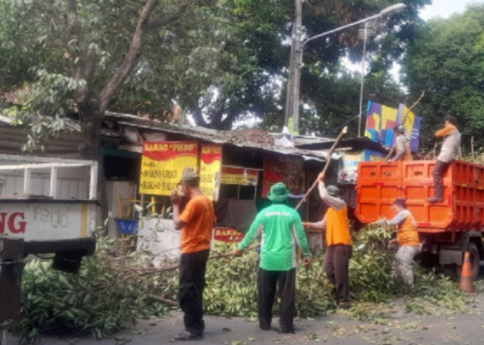 Siaga Potensi Pohon Tumbang, Pemkot Yogyakarta Lakukan Pemangkasan Tersebar di 13 Titik