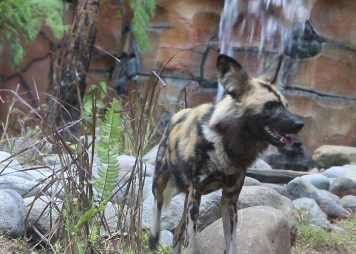  Gembira Loka Zoo Perkuat Animal Welfare, Hadirkan Satwa Unik Sambut Long Weekend Paskah