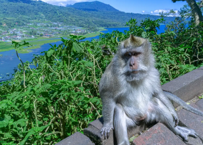 4 Destinasi Terbaik Tempat Wisata Terbaru 2024 Bali Untuk Melihat dan Memberi Makan Monyet 