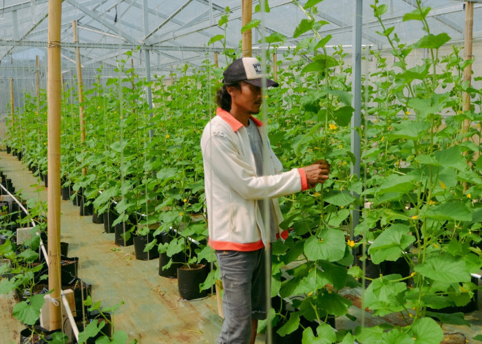 Tanah Kalurahan Kedungpoh Gunung Kidul Disulap Jadi Greenhouse Melon Premium