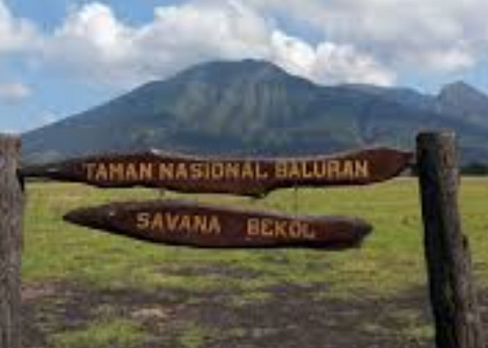 Eksplorasi Taman Nasional Baluran, Panduan Wisata ke Africa Van Java Paling Memukau