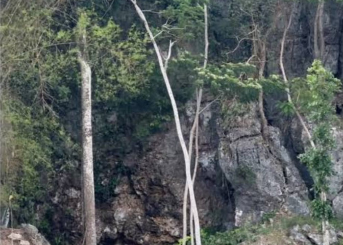 Masuki Hari Ketiga,Tim SAR Terus Mencari Keberadaan Mbah Bajiyo yang Hilang di Gunungkidul