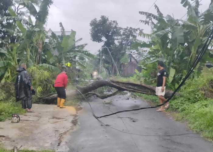Hujan Disertai Angin Kencang Terjang Sleman, Belasan Pohon Tumbang Timpa Rumah dan Tutup Jalan