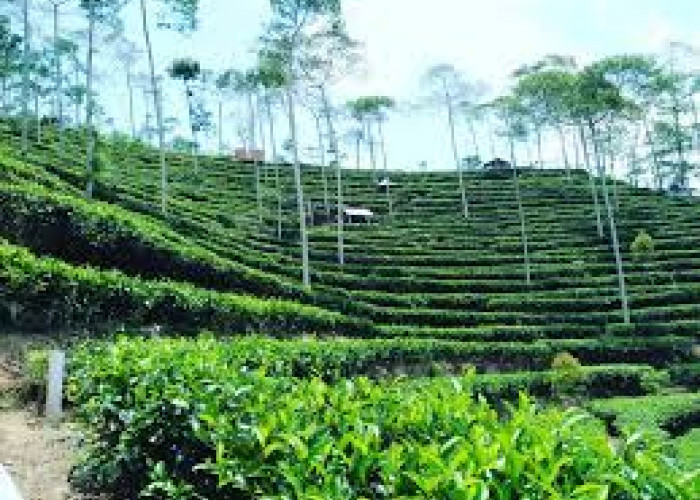 Wisata Kebun Teh Nglinggo Tak Luas Tapi Menawan, Potret Perkebunan Teh di Bukit Menoreh