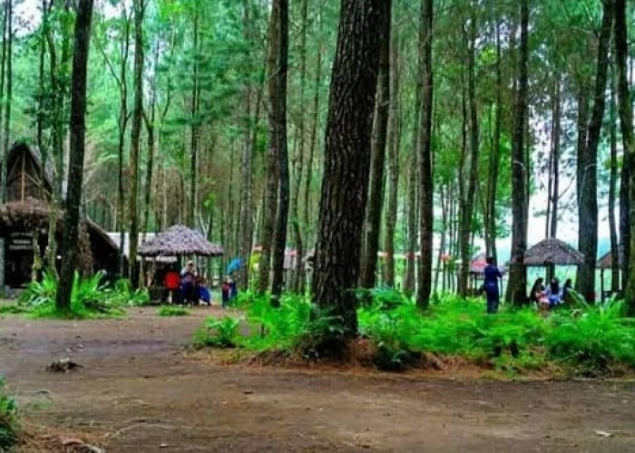 Pesona Keindahan Wisata Terbaru 2024 Pinus Camp Songgon Banyuwangi, Surga Tersembunyi Jawa Timur