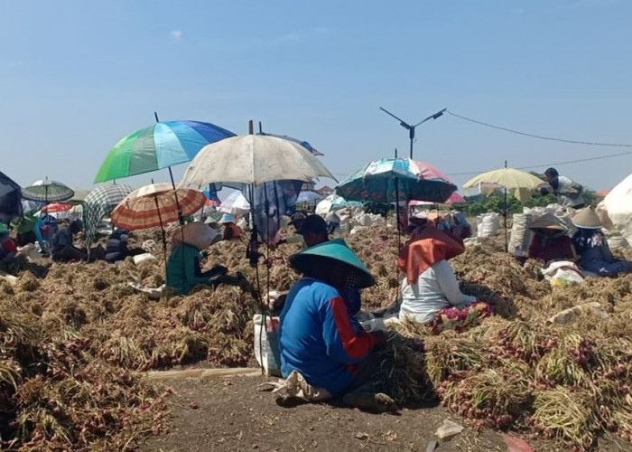 Duh! 200 Ribu Hektar Lahan Bawang Merah di Jawa Terserang Hama Janda Pirang