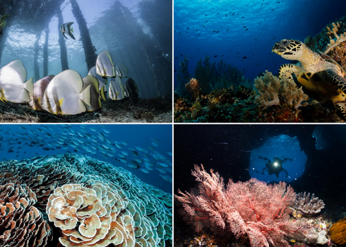 Pesona Megah Bawah Laut Raja Ampat Sebagai Wisata Terbaru 2024 