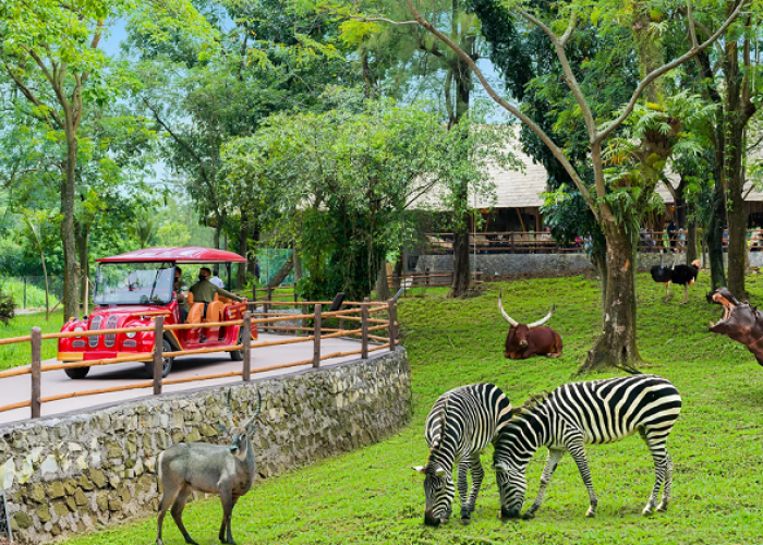 Cara Pesan Tiket Solo Safari Secara Online Beserta Link Resmi, Solusi Praktis Liburan Seru 