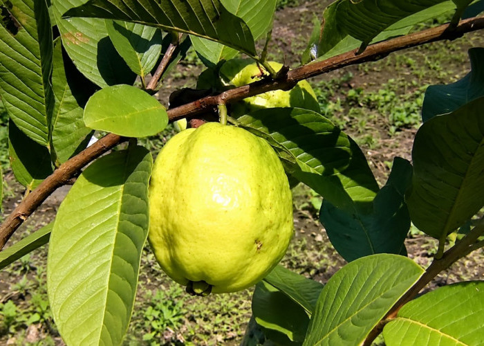 Jambu Kristal Mulai Berbuah di Usia 7 Bulan, 50 Pohon Bisa Panen 50 Kilogram per Pekan
