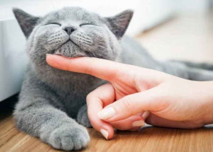 9 Panduan Merawat Kucing dengan Cinta dan Perhatian
