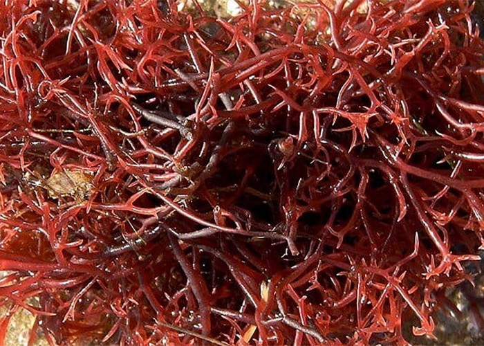 Berikut 7 Manfaat Astaxanthin dari Ganggang Merah Bagi Kecantikan kulit Wajah agar Selalu Tampak Awet Muda 