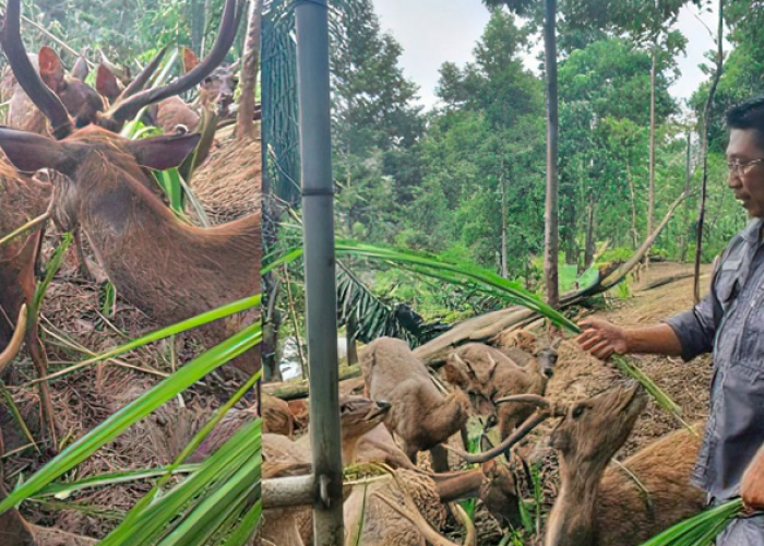 Menikmati Akhir Pekan di Tahura WAR jadi Destinasi Healing Murah dan Edukatif di Lampung