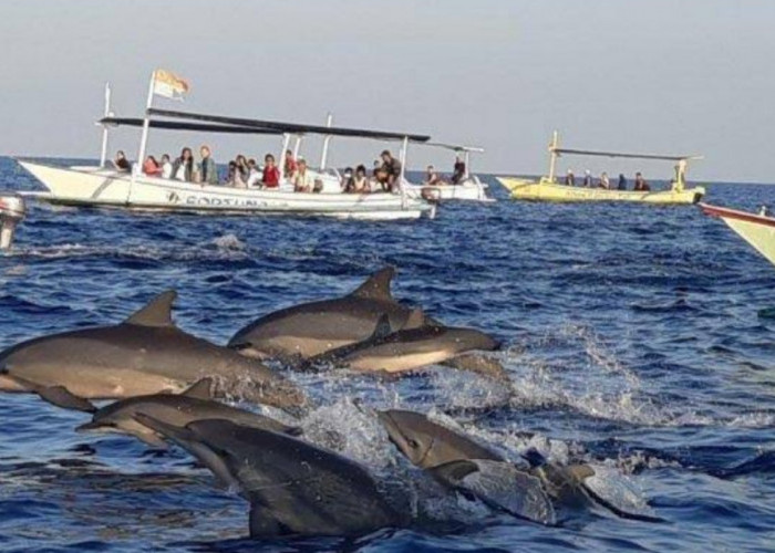 Wisata Terbaru 2024 Pantai Lovina: Atraksi Lumba-Lumba Memukau, Simak Ulasan Lengkapnya