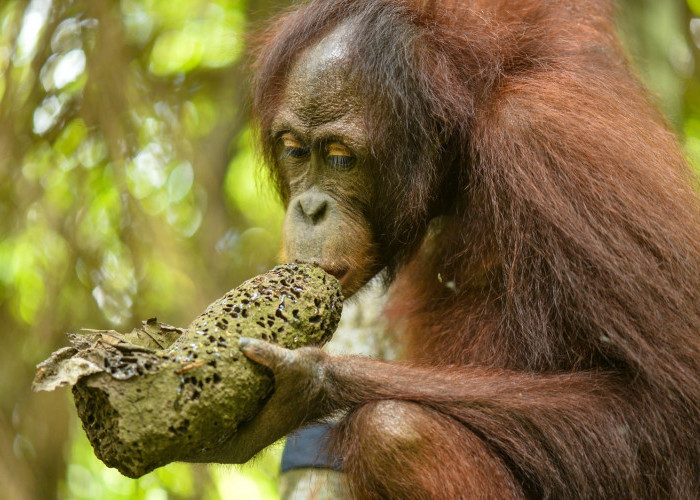 17.865 Titik Api Kepung Habitat Orangutan Kalimantan, Pemerintah Harus Bentuk Rencana Darurat