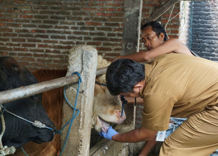 Pemkot Yogyakarta Tingkatkan Kewaspadaan PMK Pada Sapi, Pemantauan Kondisi dan Edukasi