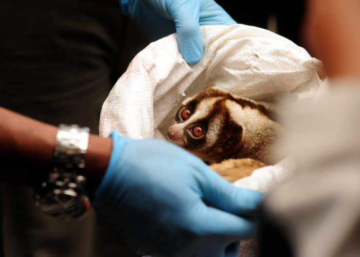 COP Bongkar Perdagangan Satwa Liar Lintas Negara, 73 Kasus Terungkap