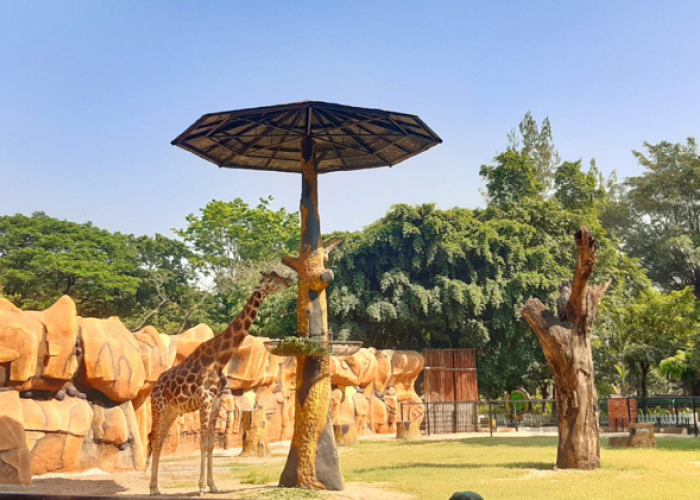 Destinasi Favorit Wisata Edukatif Koleksi Satwa dan Wahana Seru di Kebun Binatang Surabaya 