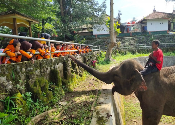 Berpetualang ke Wisata Terbaru 2024 Kebun Binatang di Jawa Tengah Cocok Untuk Edukasi Si Kecil