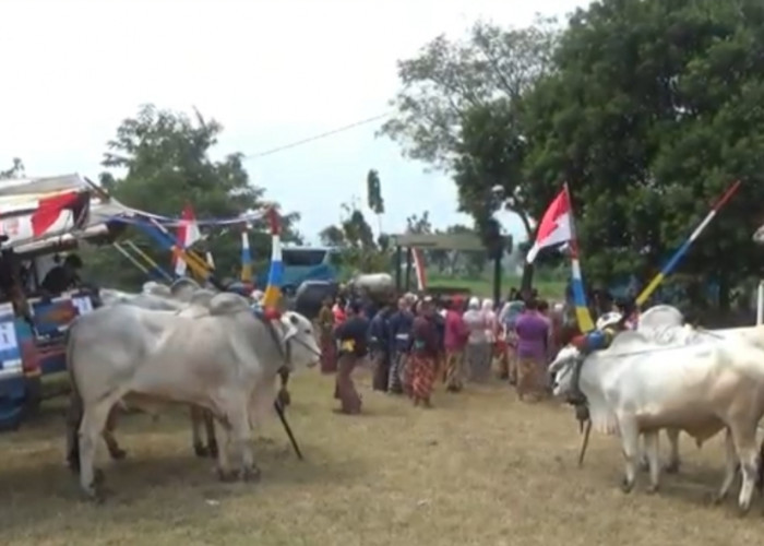 Gerobak Sapi Kembali Dinikmati Sebagai Wisata Unik, Orderan Tembus 20 Sehari
