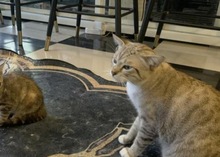 Surga Pecinta Kucing, Ada Cafe Pansa 81 Sidoarjo Untuk Nongkrong Seru Bareng Kucing 