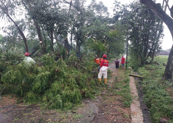 Hujan Lebat dan Angin Kencang Terjang Sleman, Puluhan Pohon Tumbang dan Genteng Berterbangan