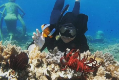 Pesona Bahari Spektakuler dan Konservasi Biota Laut di Bangsring Underwater Banyuwangi