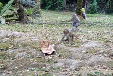 Saat Monyet Ekor Panjang Lereng Merapi “Sambangi” Kemah Pengunjung Wisata