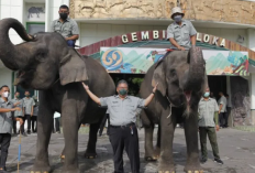 Sensasi Baru Ngabuburit di Yogyakarta Menjelajahi Dunia Satwa Gembira Loka Zoo