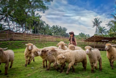 Dairyland on the Valley, Informasi Lengkap Wisata, Wahana dan Promo Tiket Terbaru