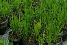 840 Galon Bekas Disulap Jadi Sawah Mini, Warga Gunungkidul Buktikan Bertani Tak Harus Punya Sawah