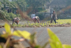 Saat Budaya Sambatan, Gotong Royong Memudar, Gerakan Restorasi Sosial Berbasis Budaya Jawa Terus Digalakkan