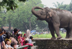 Wacana Kenaikan Harga Tiket Masuk Ragunan Jakarta, Tanggapan dan Kekhawatiran Mencuat