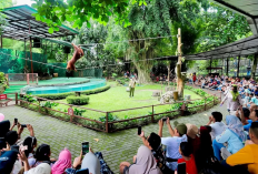Menjelajahi Pesona Satwa Gembira Loka Zoo Untuk Wisata Libur Lebaran 2026 