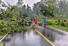 DIY Masih Diguyur Hujan, Longsor dan Pohon Tumbang Terjadi di Berbagai Wilayah