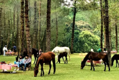 Pantau Daftar Camping dan Glamping Paling Menenangkan di Lembang, Cek Info Lengkapnya Berikut Ini