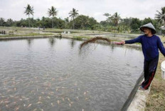 Rp 9 Miliar Digelontorkan, Bantul Jadi Satu-satunya di DIY Bangun Kampung Nelayan Merah Putih