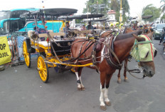 Libur Nataru Padat, Kusir Andong Malioboro Hadapi Macet dan Penurunan Omzet