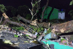 Puting Beliung Sapu Sleman, Atap Rumah Warga Berterbangan dan Pohon Tumbang di Sejumlah Titik