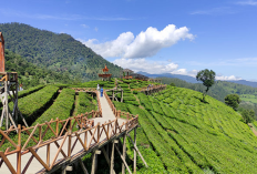 Keajaiban Alam dan Sensasi Wisata Dataran Tinggi Pangalengan, Cek Info Selengkapnya Berikut Ini
