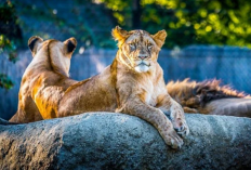 Cara Murah Liburan ke Semarang Zoo yang Efisien dari Kendal dengan Ongkos Mulai Rp 5 Ribu