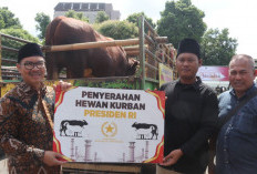 Sapi Kurban Presiden 1 Ton Disalurkan ke Yogyakarta, Warga Bantaran Sungai Jadi Prioritas