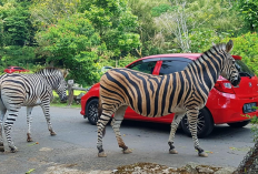 Liburan Seru ke Taman Safari Bogor, Update Harga Tiket, Jam Operasional dan Wahana Terbaru 2026