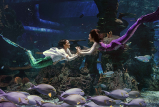 Tiket Jakarta Aquarium & Safari 2026, Mermaid Show hingga Animal Feeding