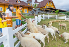 Ragam Aktivitas Seru Memukau di Cepogo Cheese Park Boyolali dengan Spot Foto Estetik