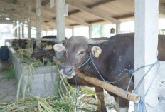  Stok Sapi Kurban Kulon Progo Surplus, Skrining Tiga Lapis Cegah Penyakit Menular