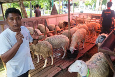 Penjualan Kambing Kurban di Umbulharjo Yogyakarta Mulai Menggeliat, Harga Tembus Rp5,5 Juta