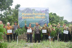 Lahan Terlantar 11 Ribu m² di Sleman Disulap Jadi Perkebunan Tumpang Sari