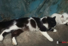 Pertahankan DIY Bebas Rabies, 340 Hewan di Sleman Divaksin Gratis