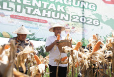 0,5 Hektar di Merapi Panen 4 Ton Jagung, Sleman Uji Ketahanan Pangan Nyata